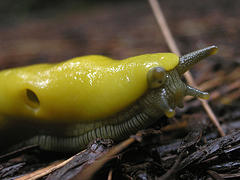 banana slug flickr sniffette 13492074